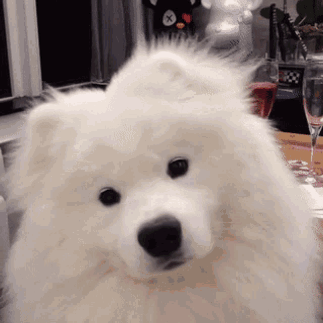 white fluffy dog looking derpy